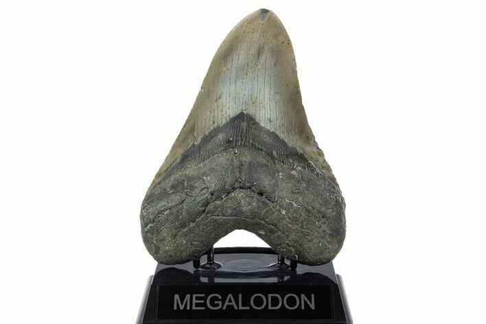 Huge, Fossil Megalodon Tooth - North Carolina #346333